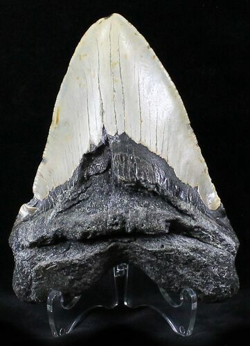 Large Megalodon Tooth - North Carolina #26480